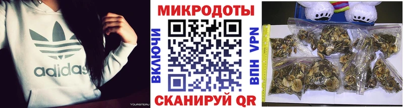 Псилоцибиновые грибы Psilocybe  где найти наркотики  Шенкурск 